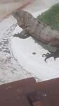 Dierentuin aan t zwembad