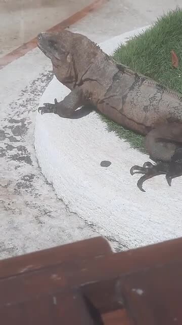 Dierentuin aan t zwembad