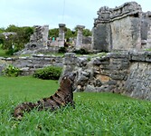 Iguana watching over her kingdom