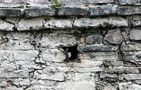 Hagedis op de ruines van Tulum