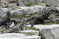Leguanen op de maya ruines