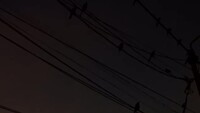 Birdies making noice
