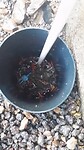 Ik wil niet dat deze crabbetjes doelloos aan hun einde komen