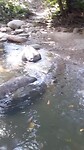 Minca rivier
