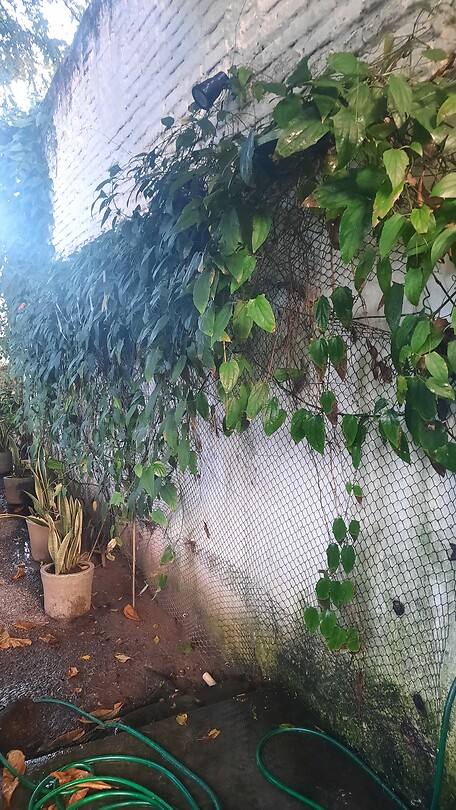 Verstopte douche in de tuin