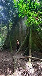 Grote boom in Kakum National park