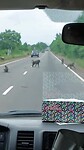 Aapjes kijken onderweg naar Volta