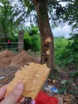 Stukje mangoboom tegen het hoesten
