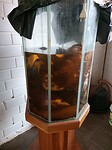 Baby buffel in sterk water
