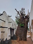 Baobab zie beschrijving