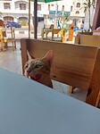 De katten van Dahab zijn heel cute maar ook heel brutaal