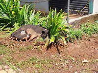 Piggies