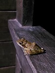 Froggie