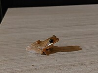 Baby frog op m'n nachtkastje
