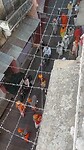 Bhakti (devotie)