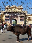 Jaipur
