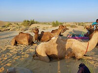 Desert tour