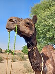Desert tour