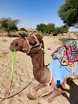 Desert tour