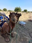 Desert tour
