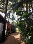 Agonda