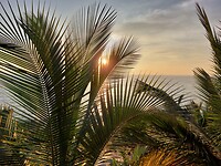 Agonda