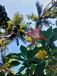 Palolem