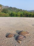 Schelpjes