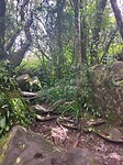 Stukje jungle
