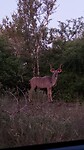 Kudu