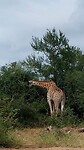 🦒🦒