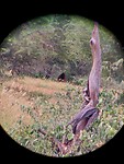 🦁 King through binoculars