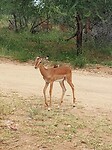 Impala (als ik t goed heb) met vogeltje