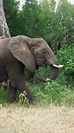 🐘🐘