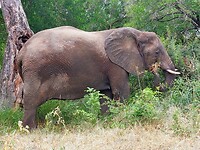🐘🐘