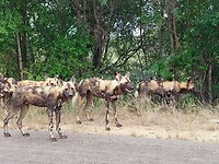 Wild dogs