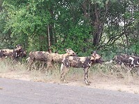 Wild dogs 😍