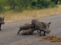 Mrs Pumba