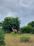 Kudu