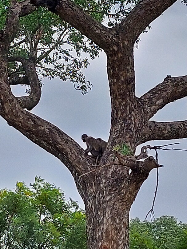 Monkeys