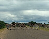 Zebrapad