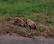 Baby cuties