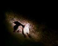 Hyena
