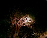 Night owl🦉