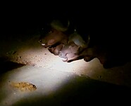 Buffel in the dark