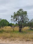 Zebras en buffel