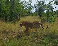 Lioness