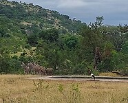 Birdie en zebras