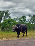 Buffel