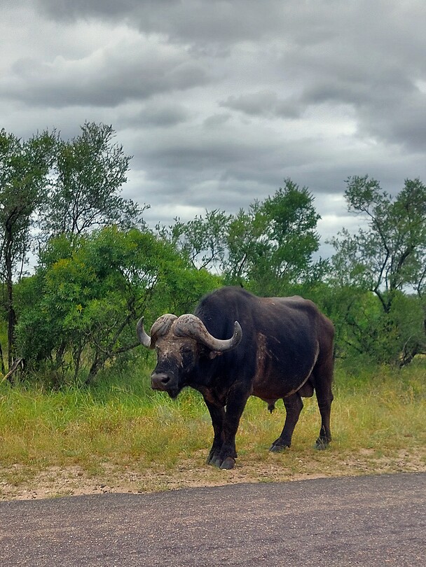 Buffel